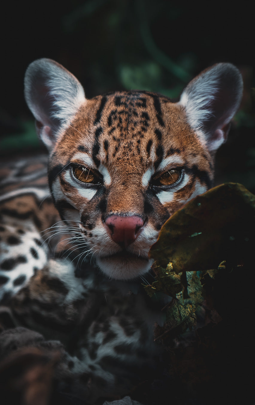 OCELOT