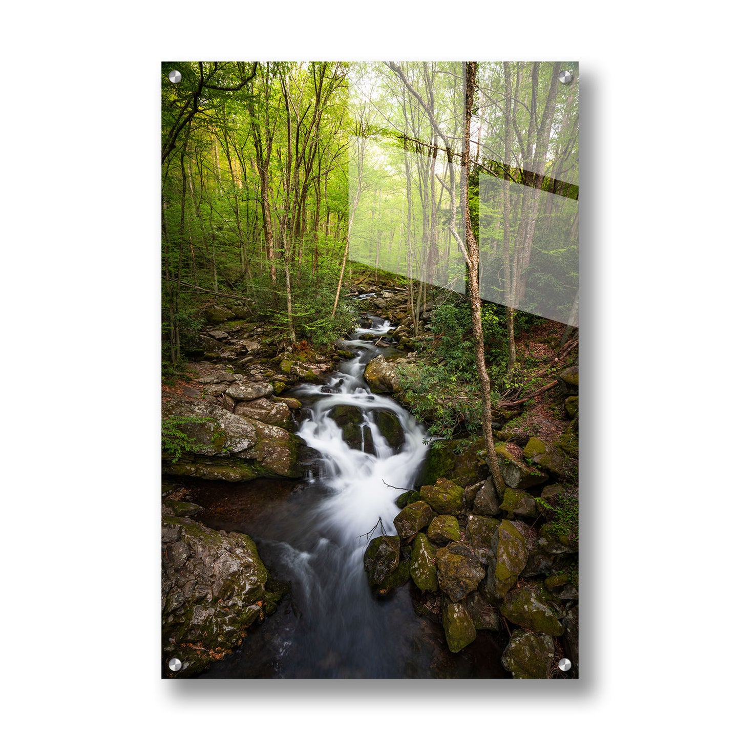 FOREST STREAM