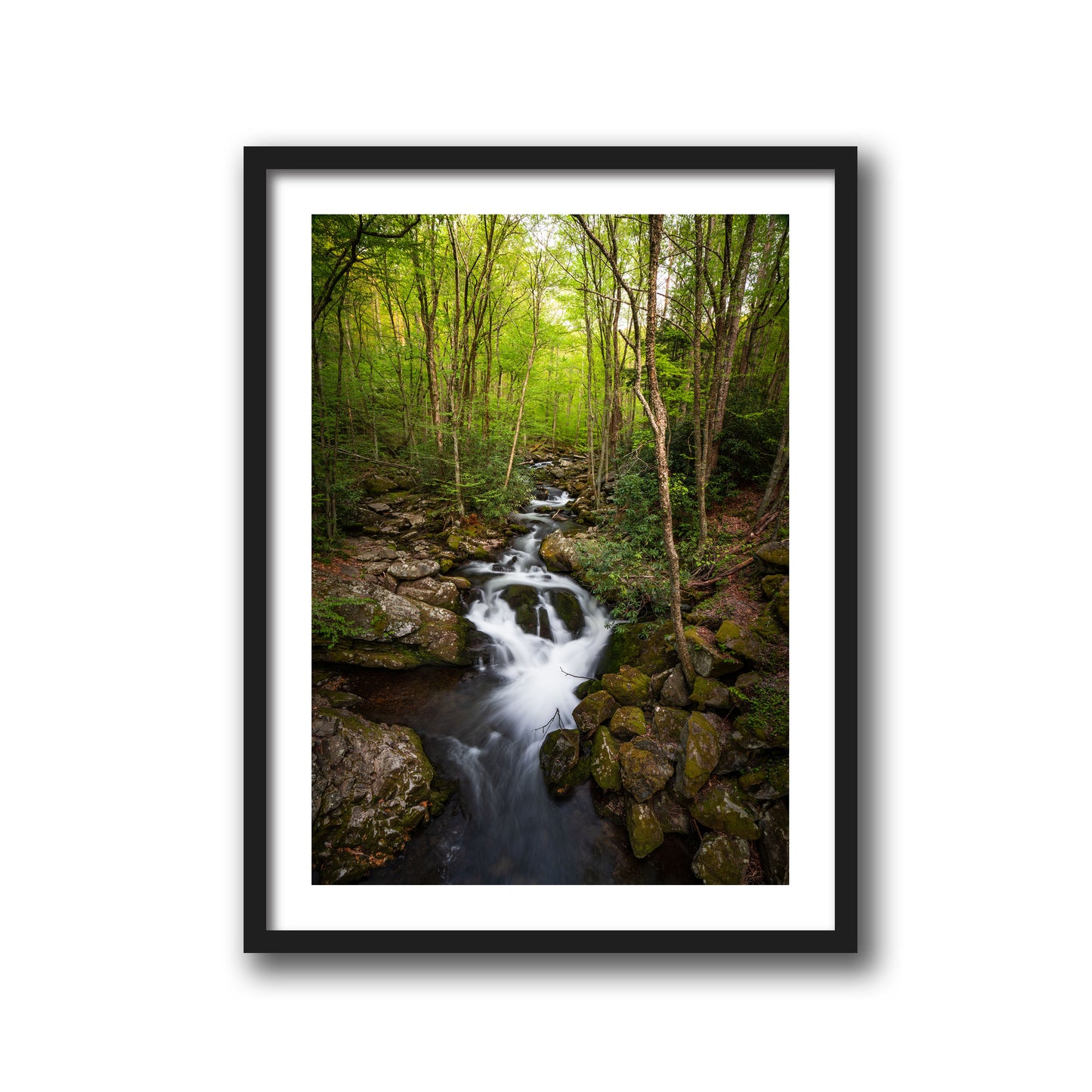 FOREST STREAM