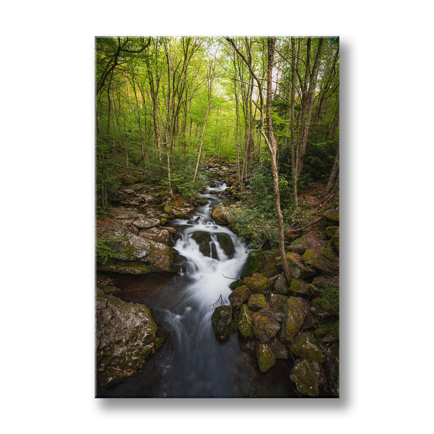 FOREST STREAM