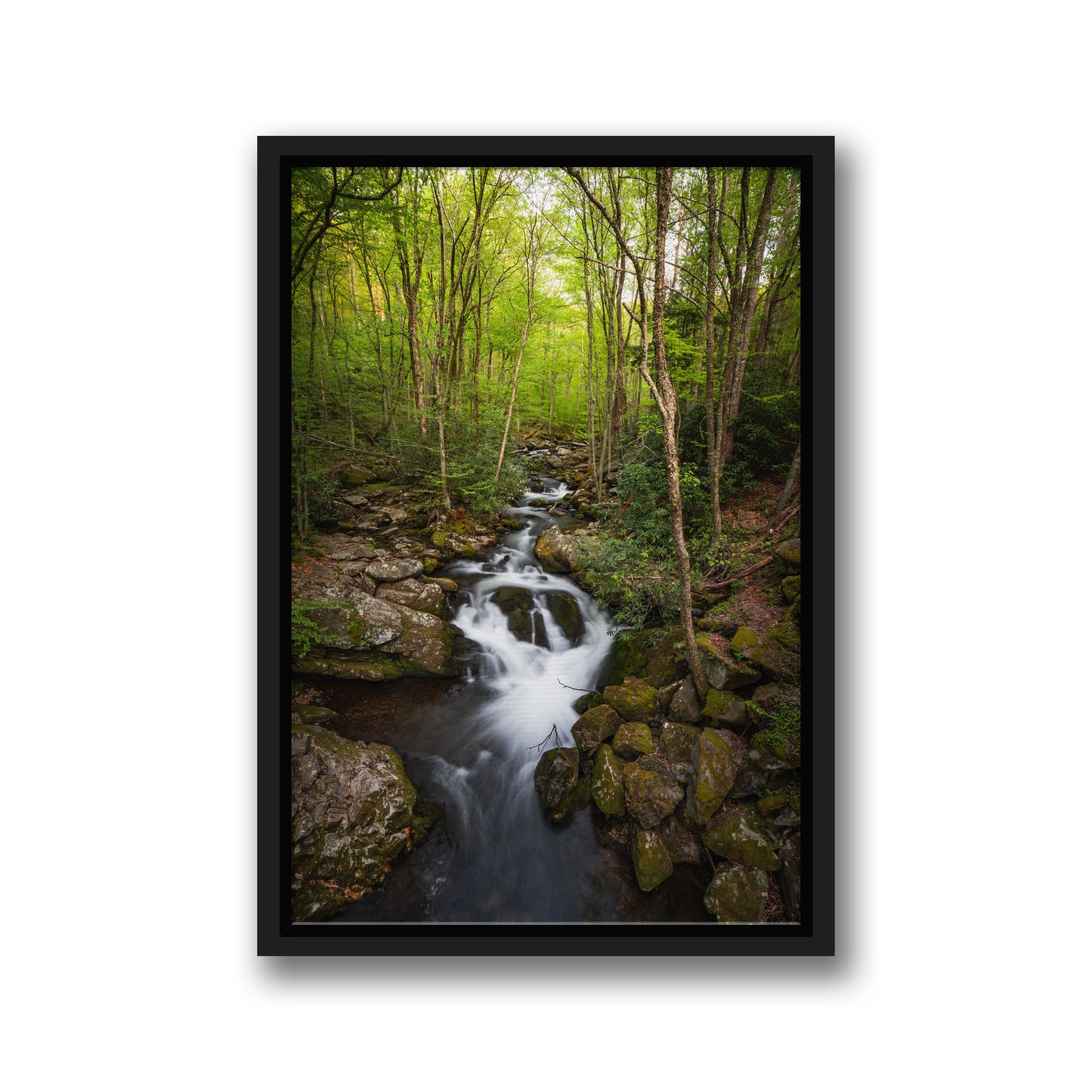 FOREST STREAM