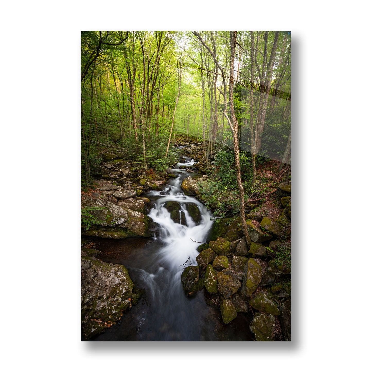 FOREST STREAM