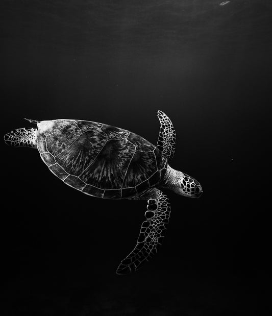 SEA TURTLE