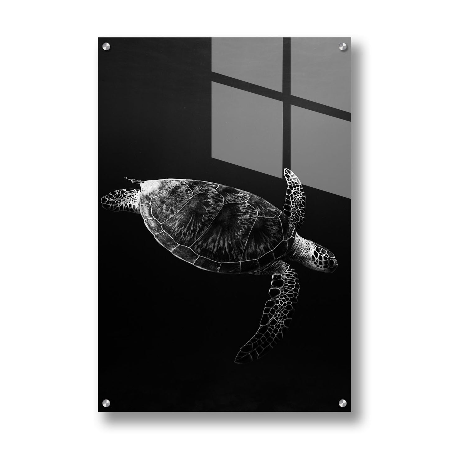 SEA TURTLE