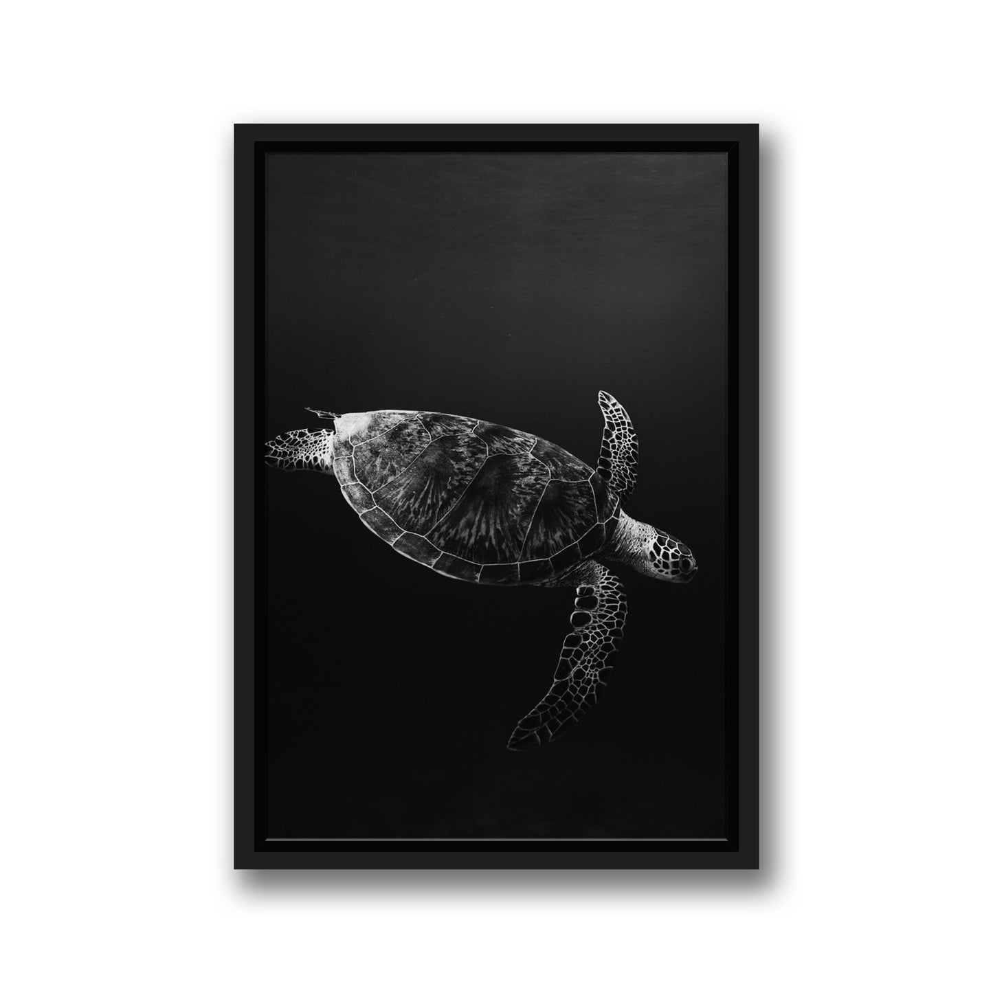 SEA TURTLE