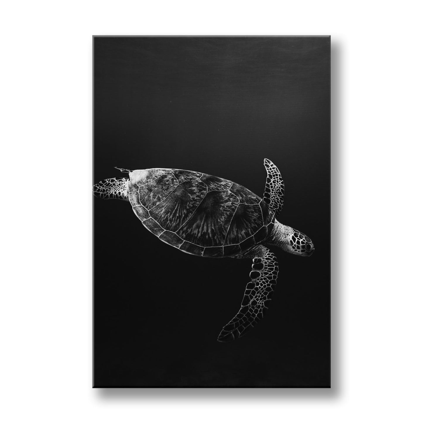 SEA TURTLE
