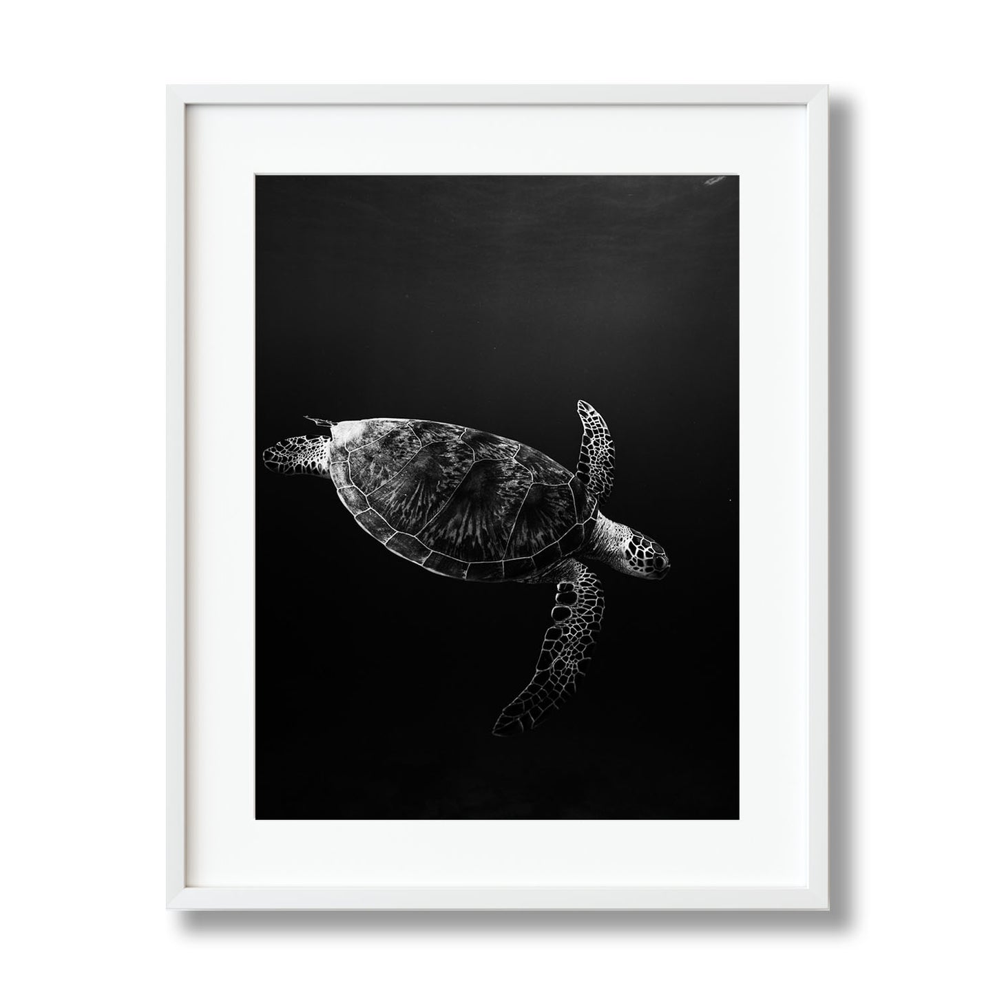 SEA TURTLE