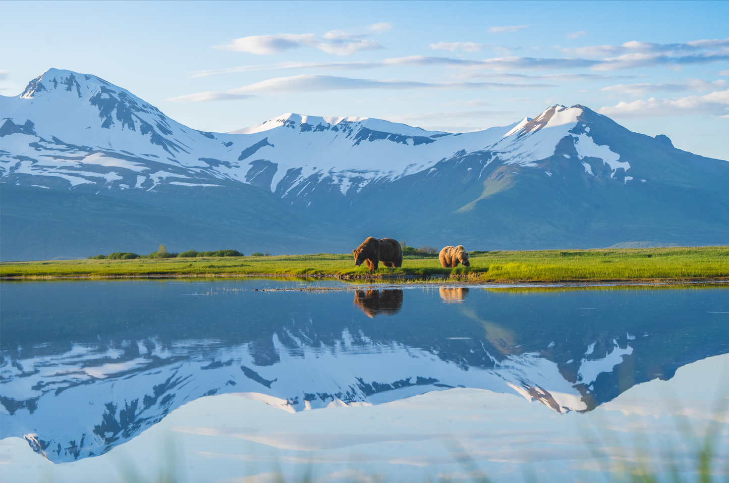 Bear Reflection