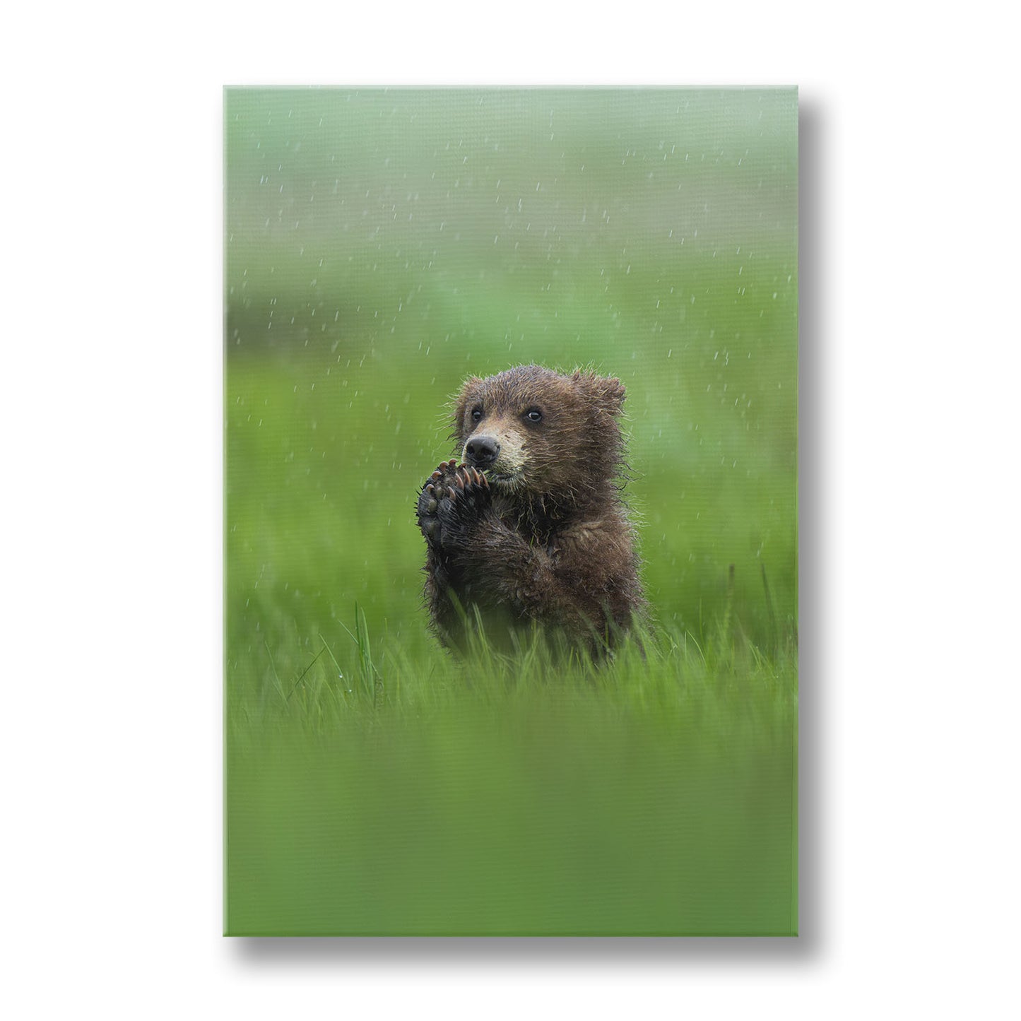 Caught in the Rain