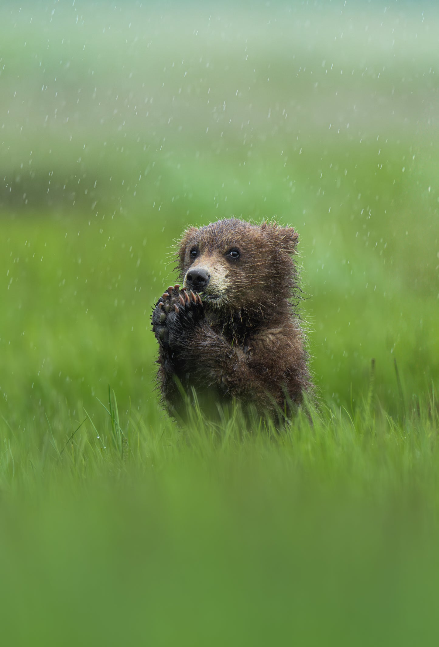 Caught in the Rain
