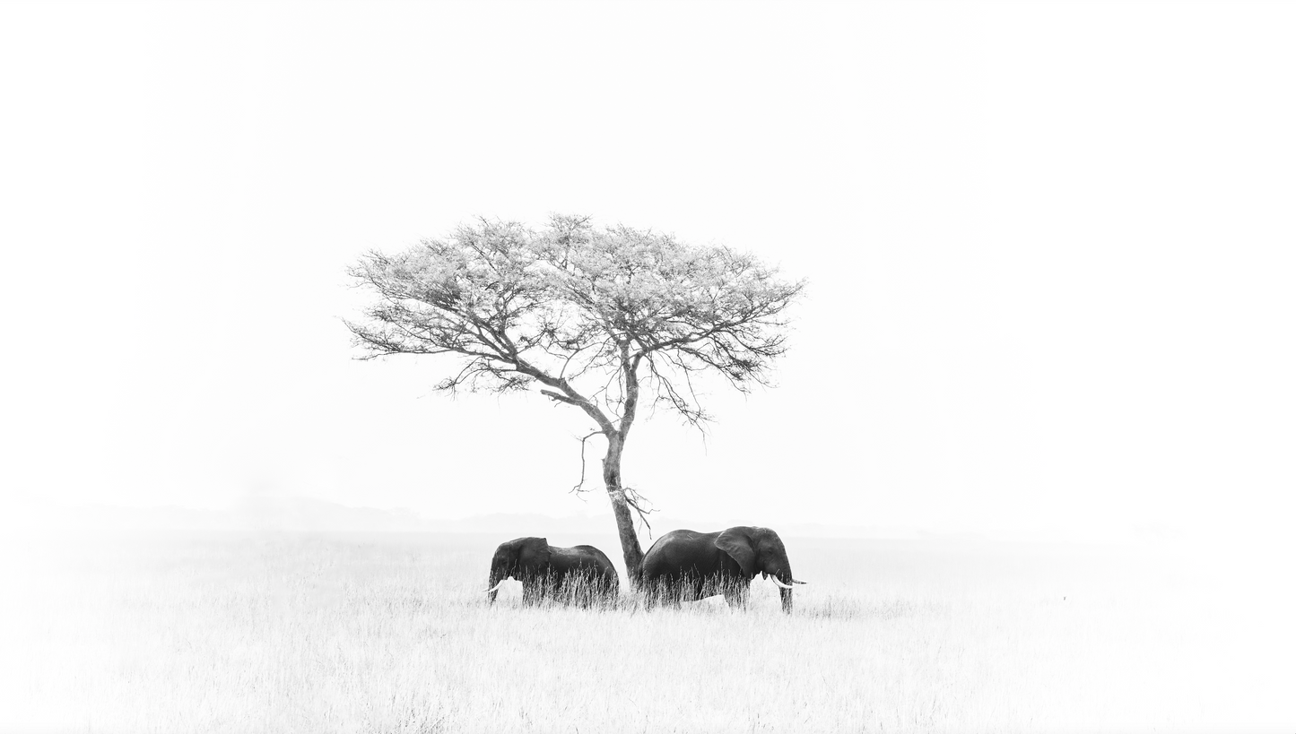 ELEPHANTS WHITE