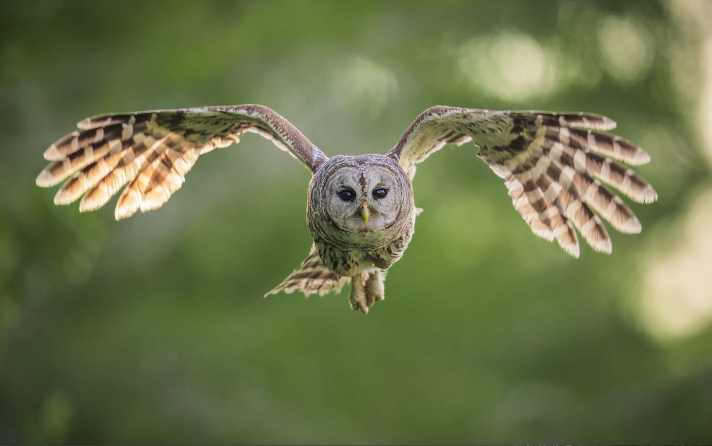 Fledging Northern Hawk Owl