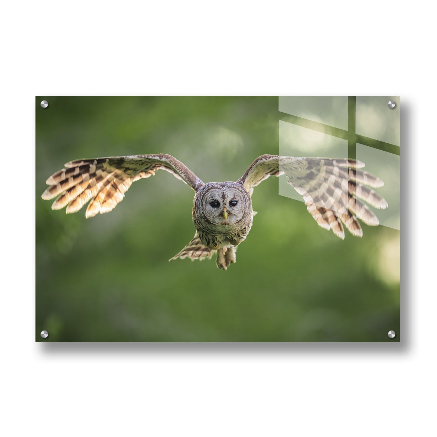 Fledging Northern Hawk Owl