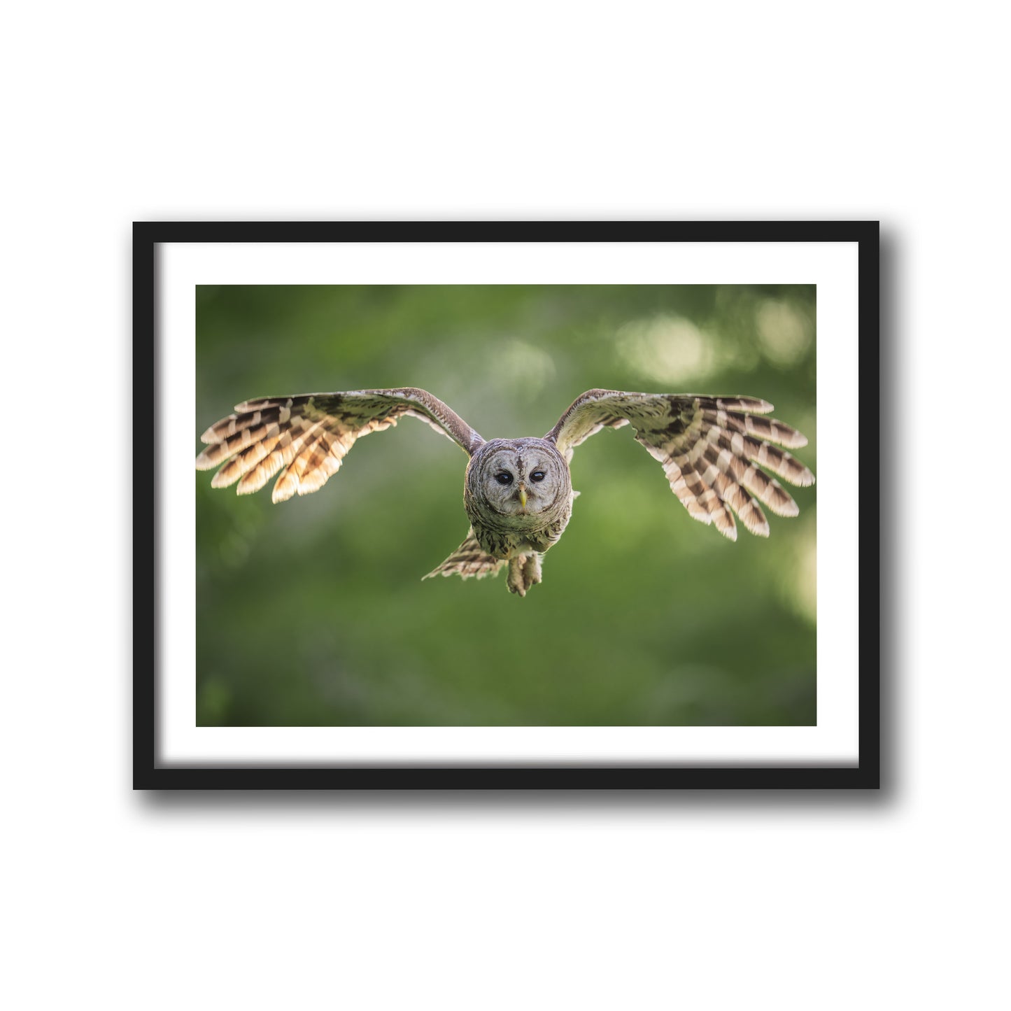 Fledging Northern Hawk Owl