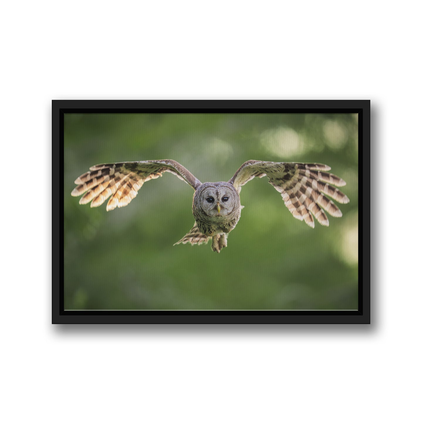 Fledging Northern Hawk Owl