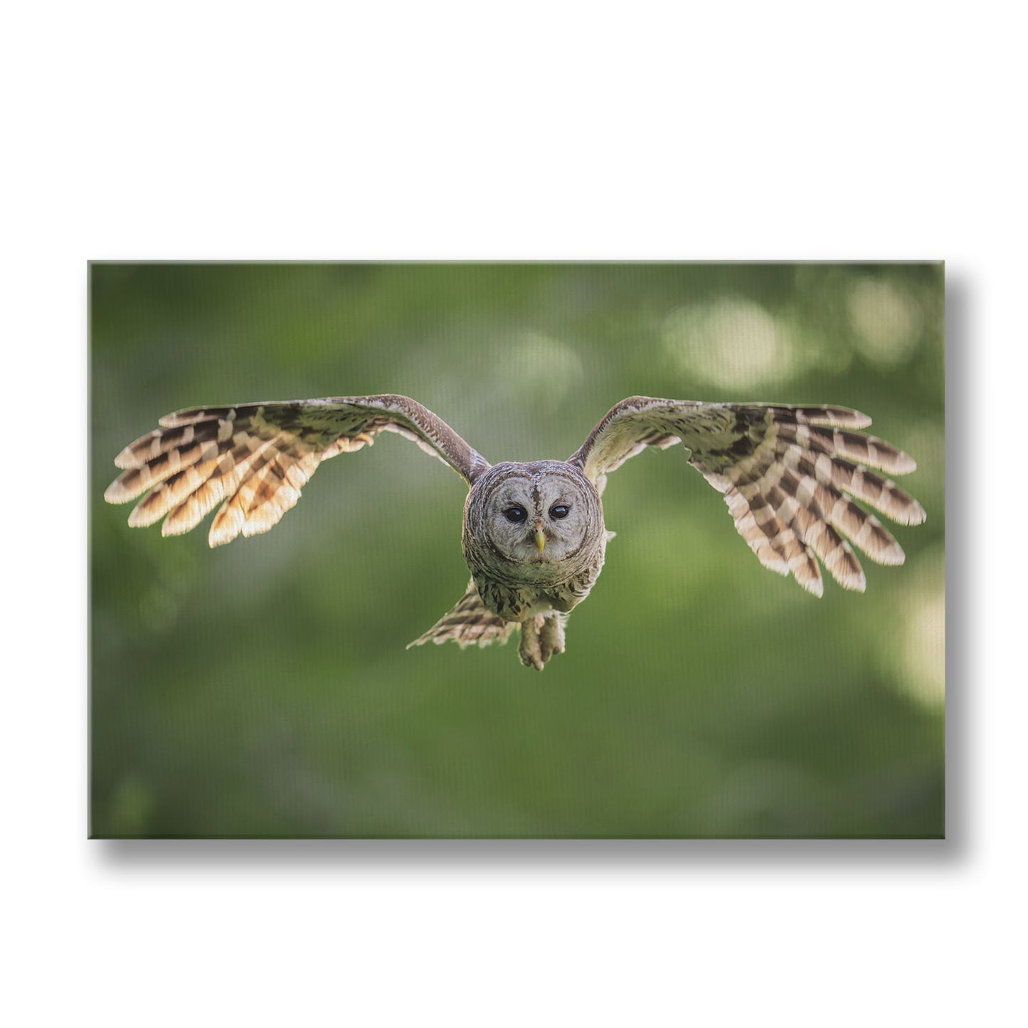 Fledging Northern Hawk Owl