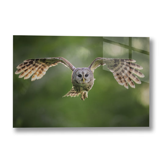 Fledging Northern Hawk Owl