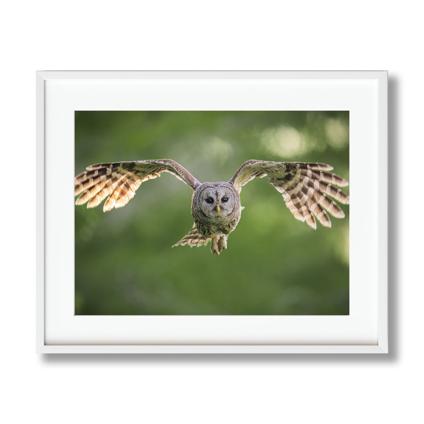 Fledging Northern Hawk Owl