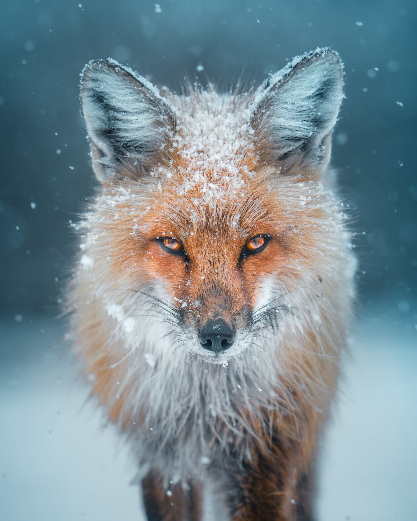 Snowy Fox