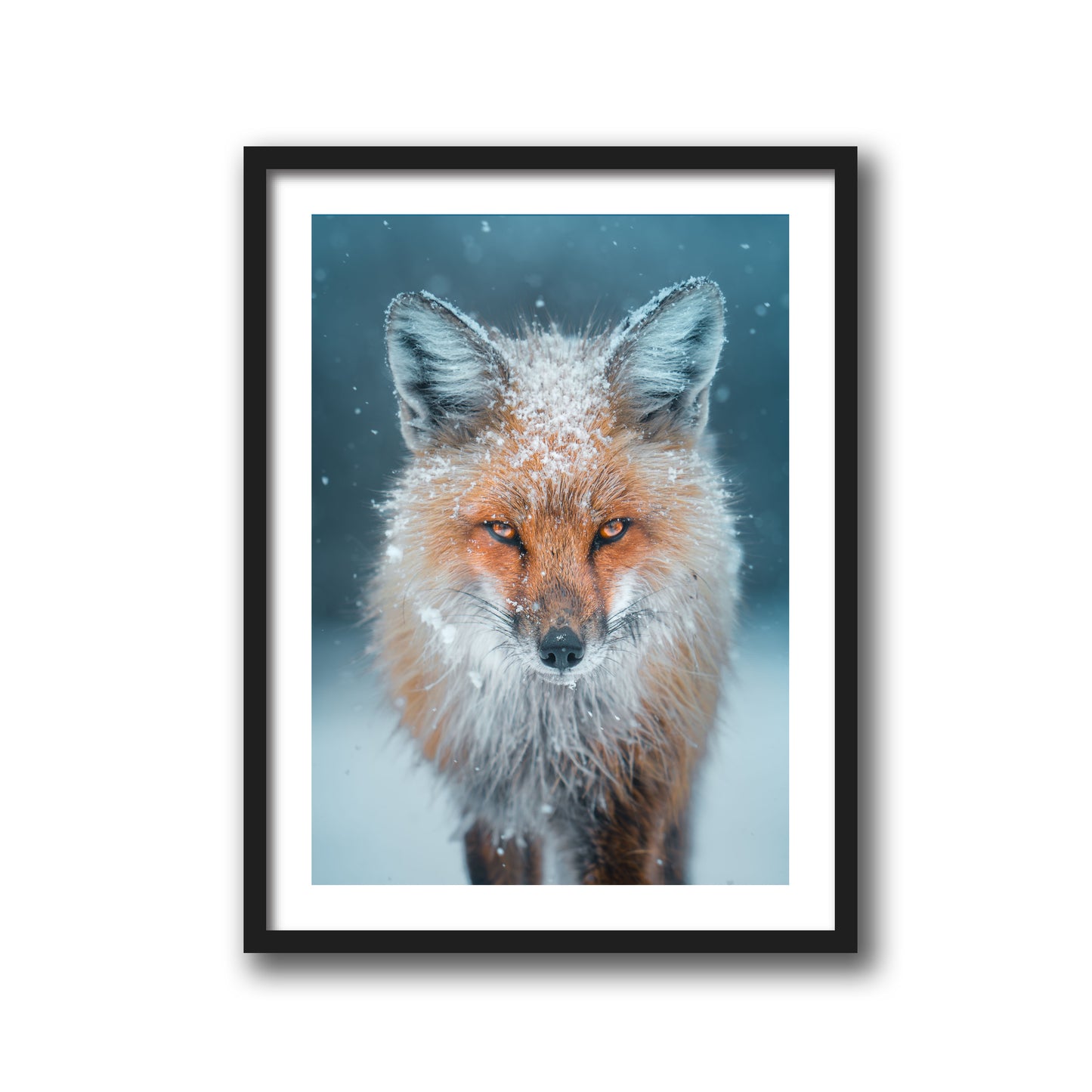 Snowy Fox