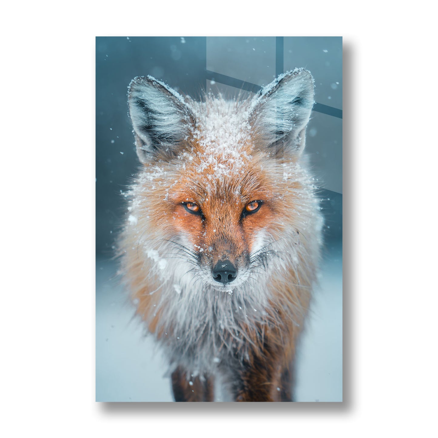 Snowy Fox