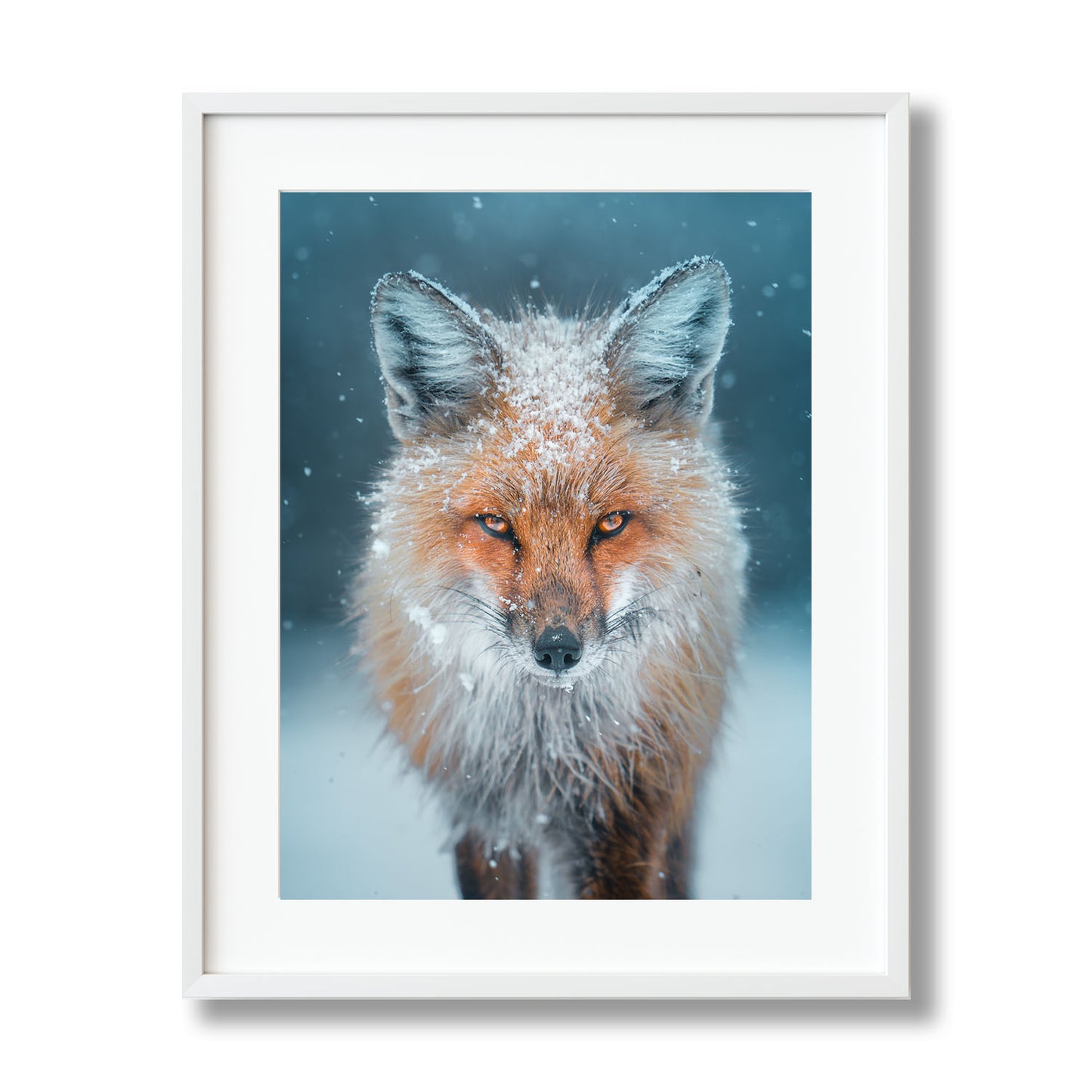 Snowy Fox