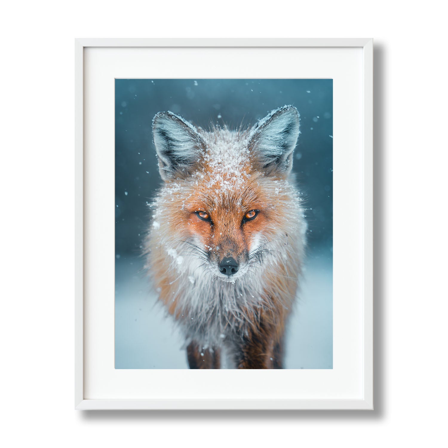 Snowy Fox – Cooper Lost Photography