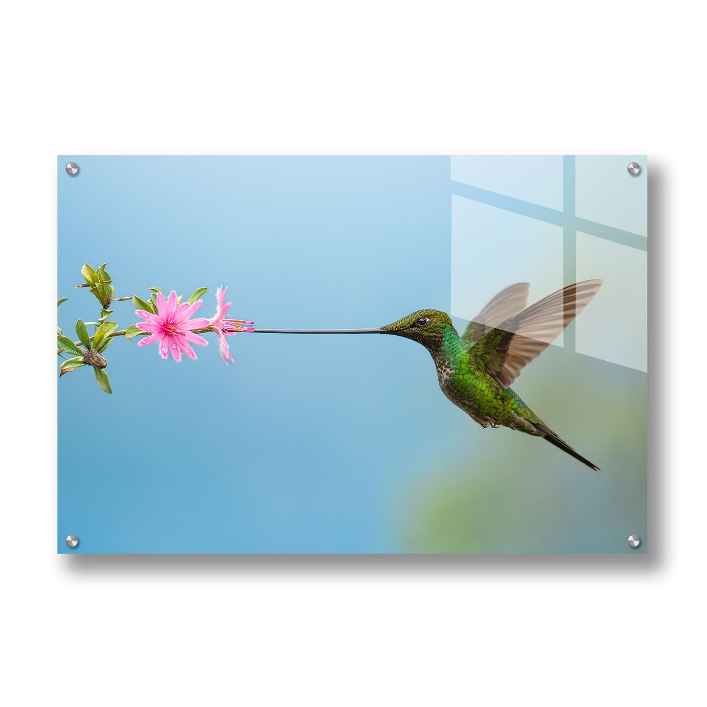 Sword-Billed Hummingbird