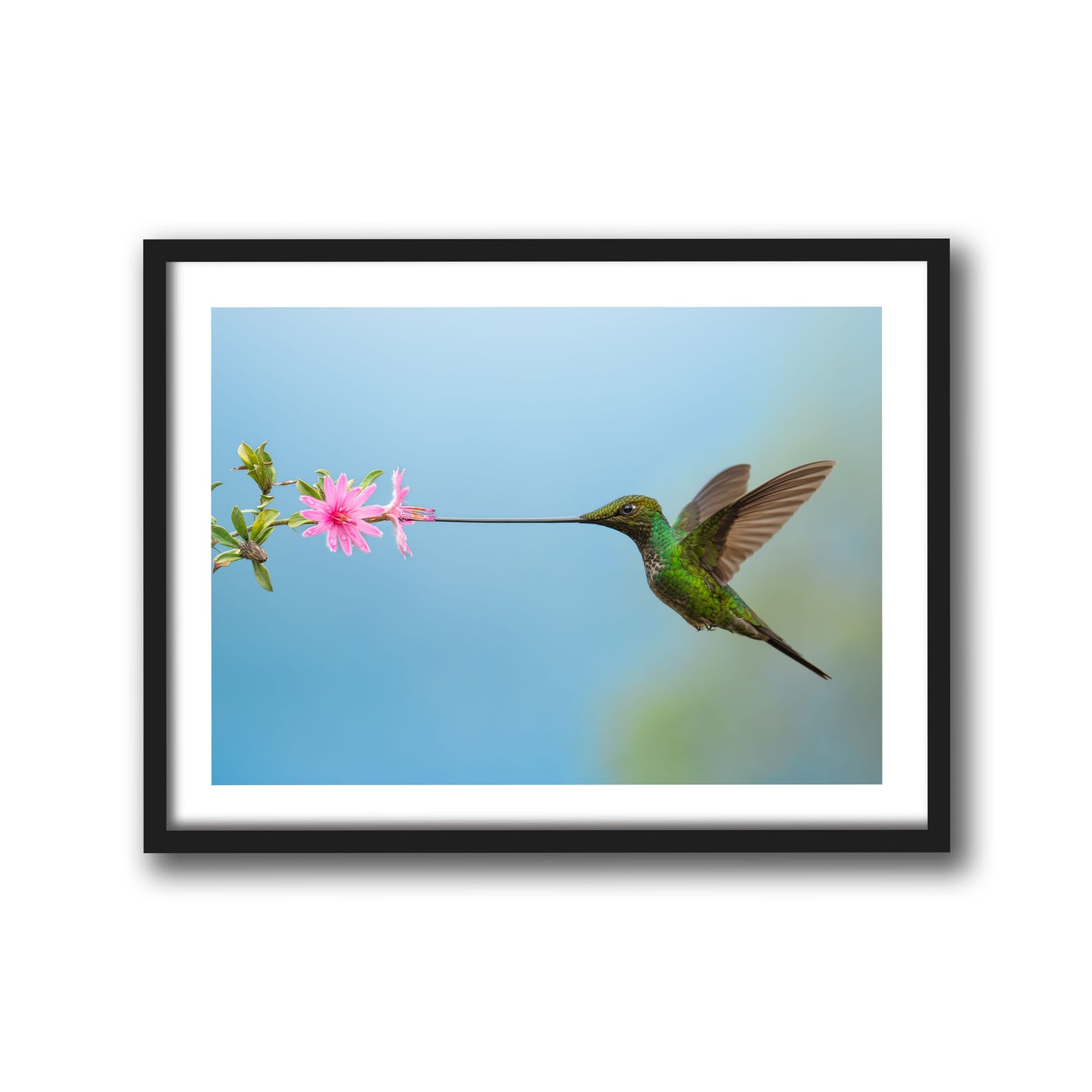 Sword-Billed Hummingbird