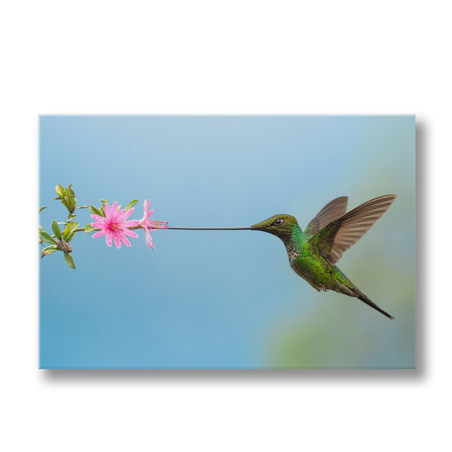 Sword-Billed Hummingbird