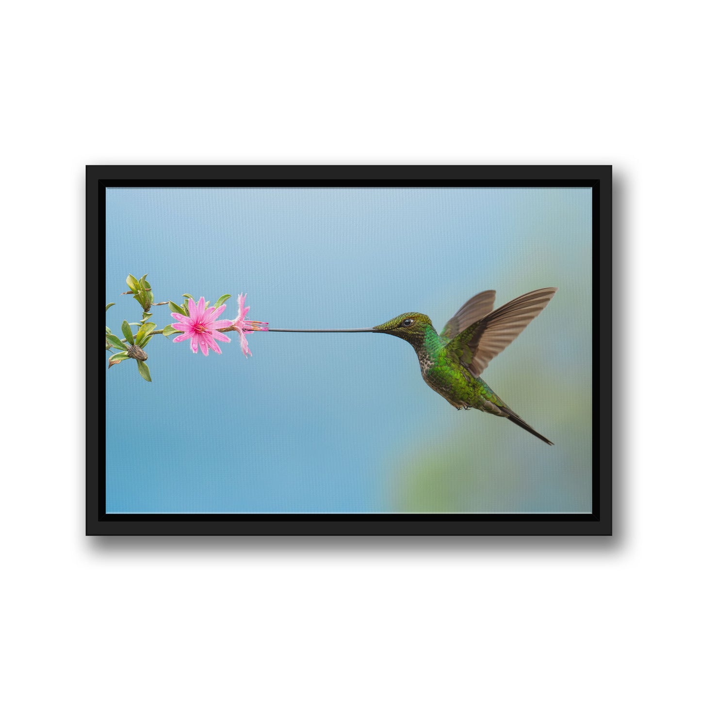 Sword-Billed Hummingbird