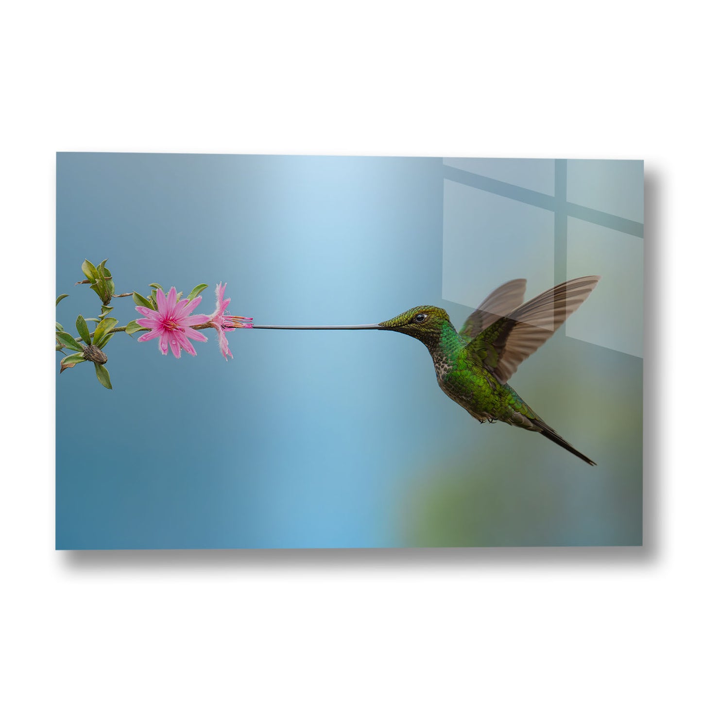 Sword-Billed Hummingbird