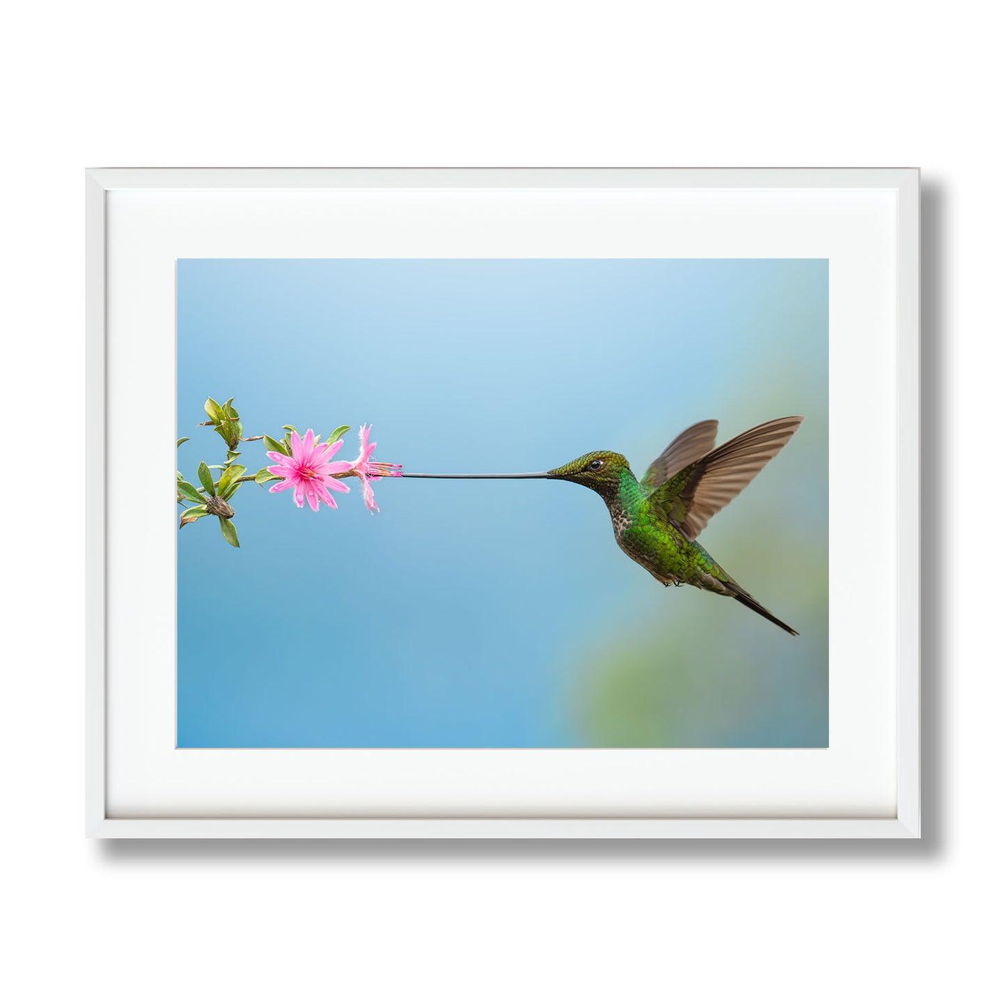 Sword-Billed Hummingbird