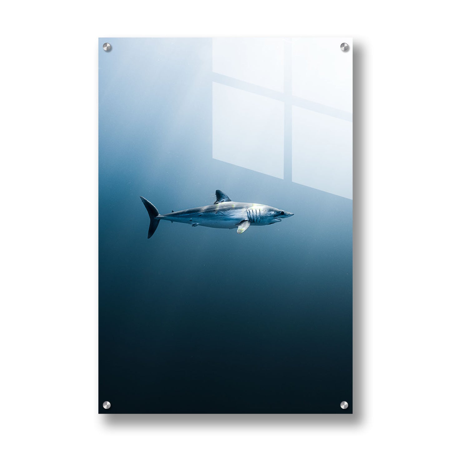 LONGFIN MAKO SHARK