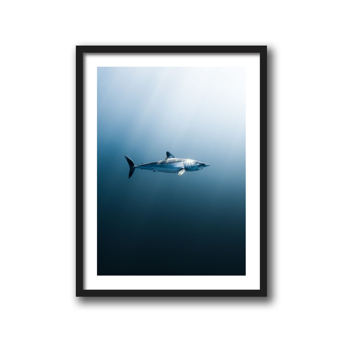 LONGFIN MAKO SHARK