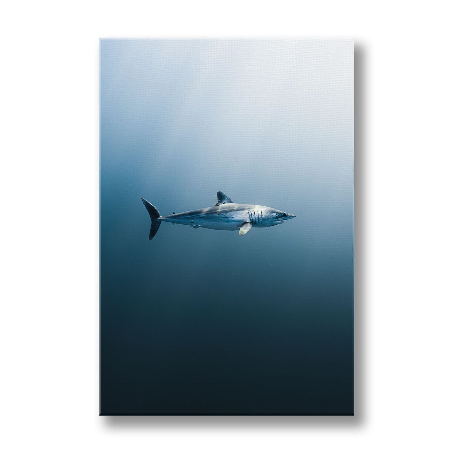 LONGFIN MAKO SHARK