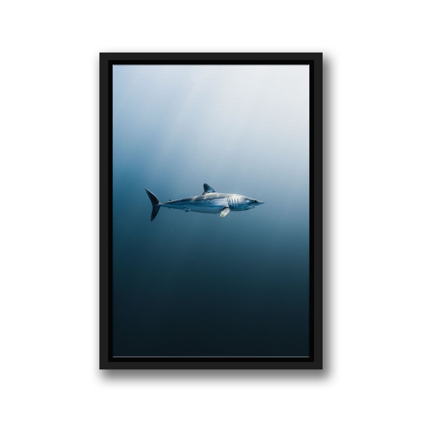 LONGFIN MAKO SHARK