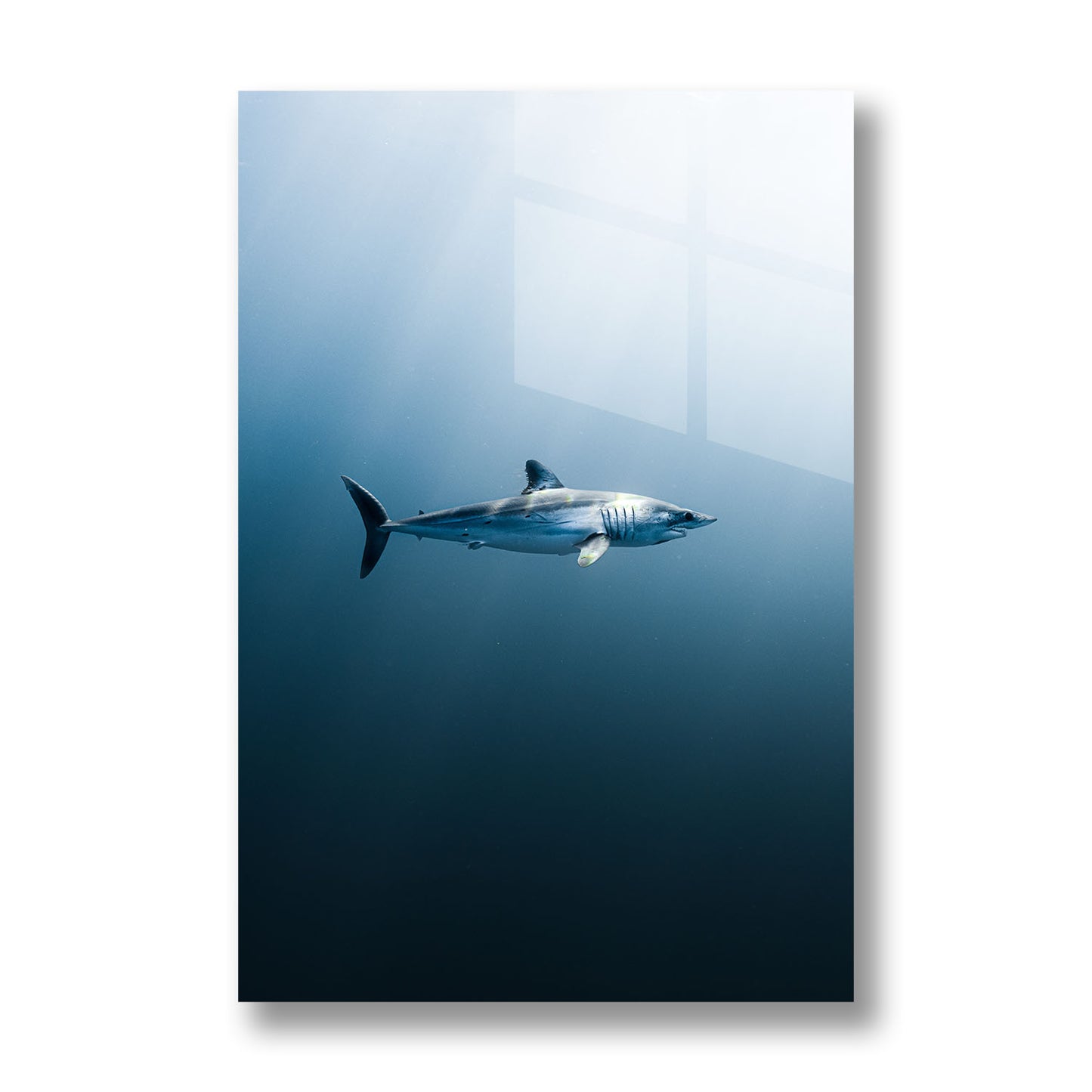 LONGFIN MAKO SHARK