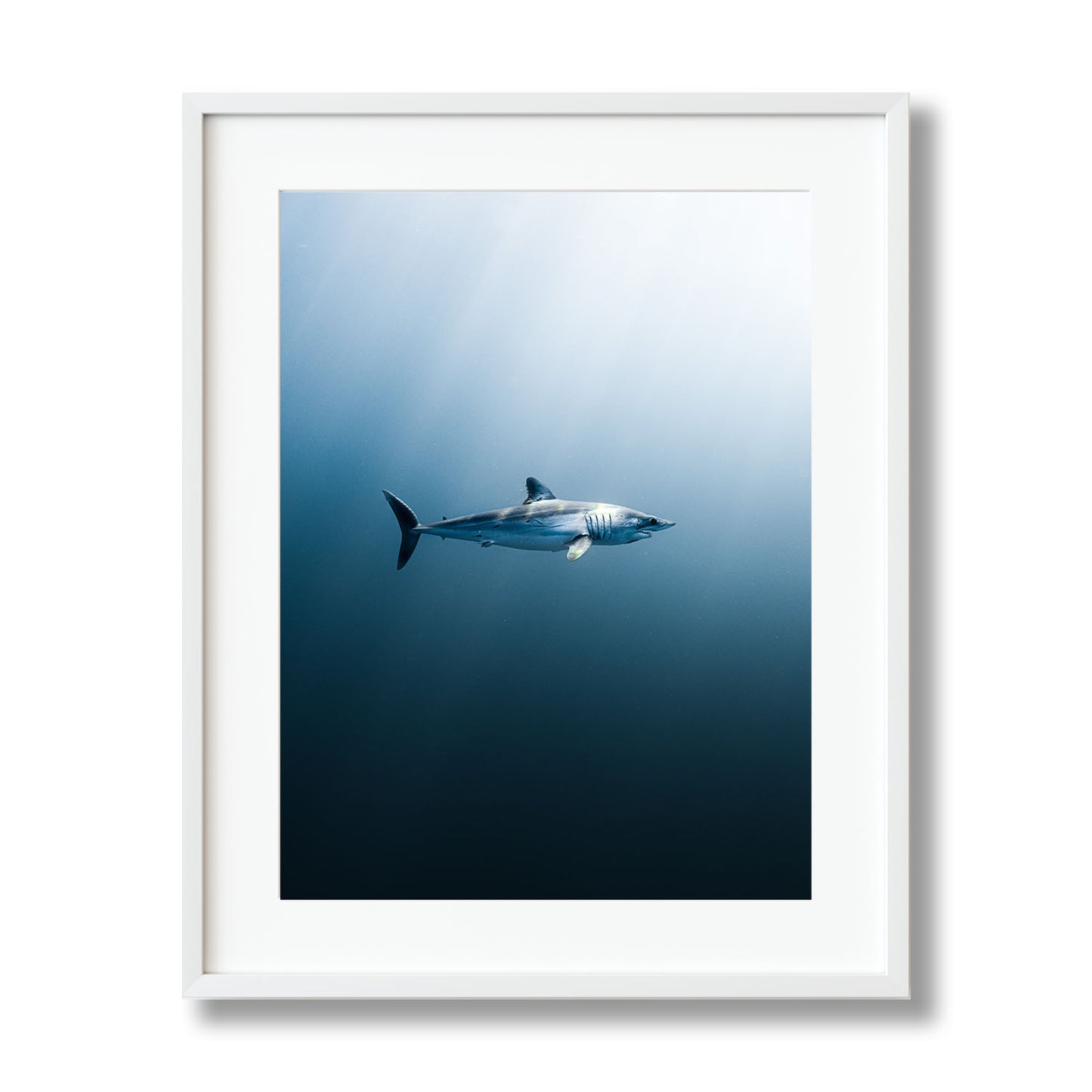 LONGFIN MAKO SHARK