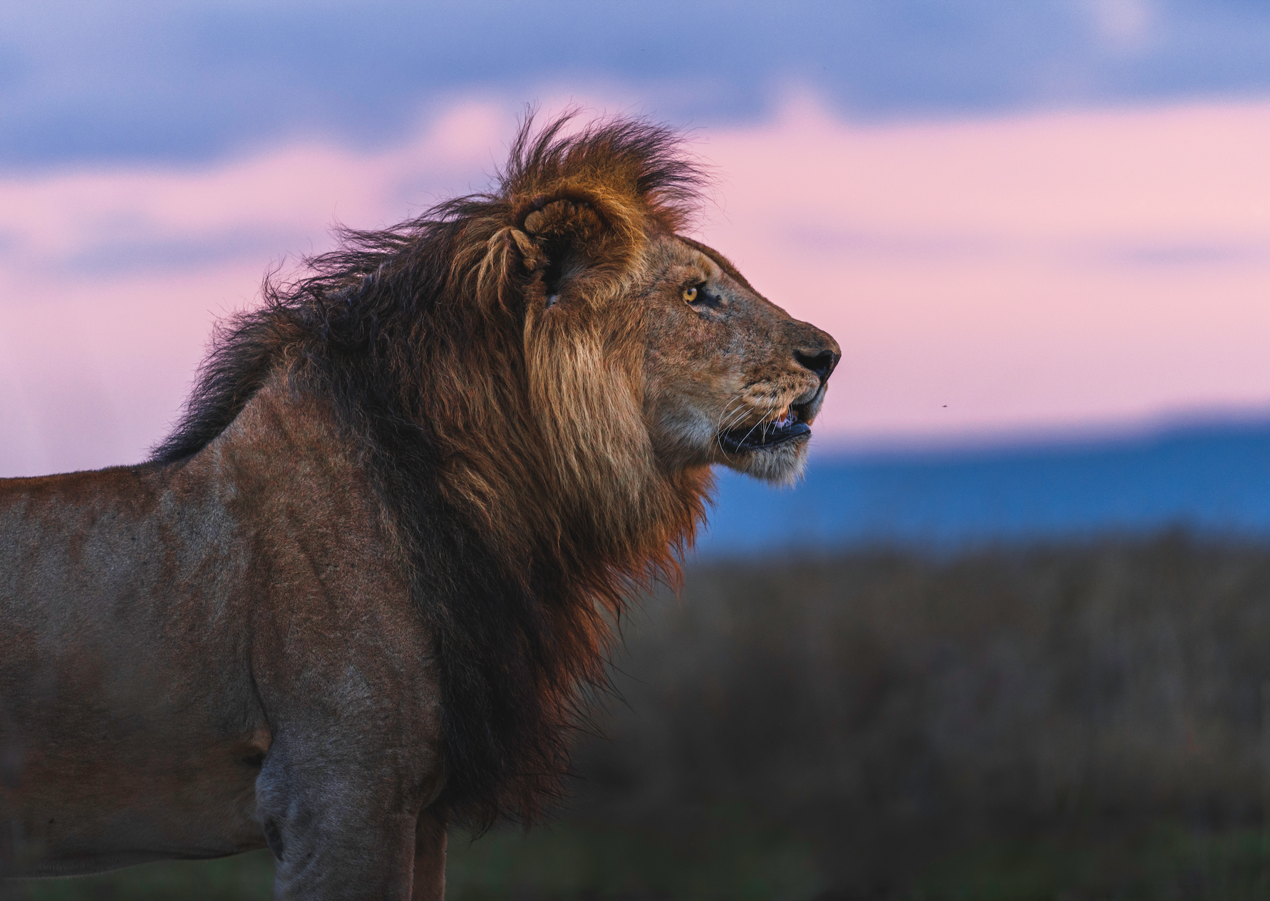 SUNSET KING – Cooper Lost Photography