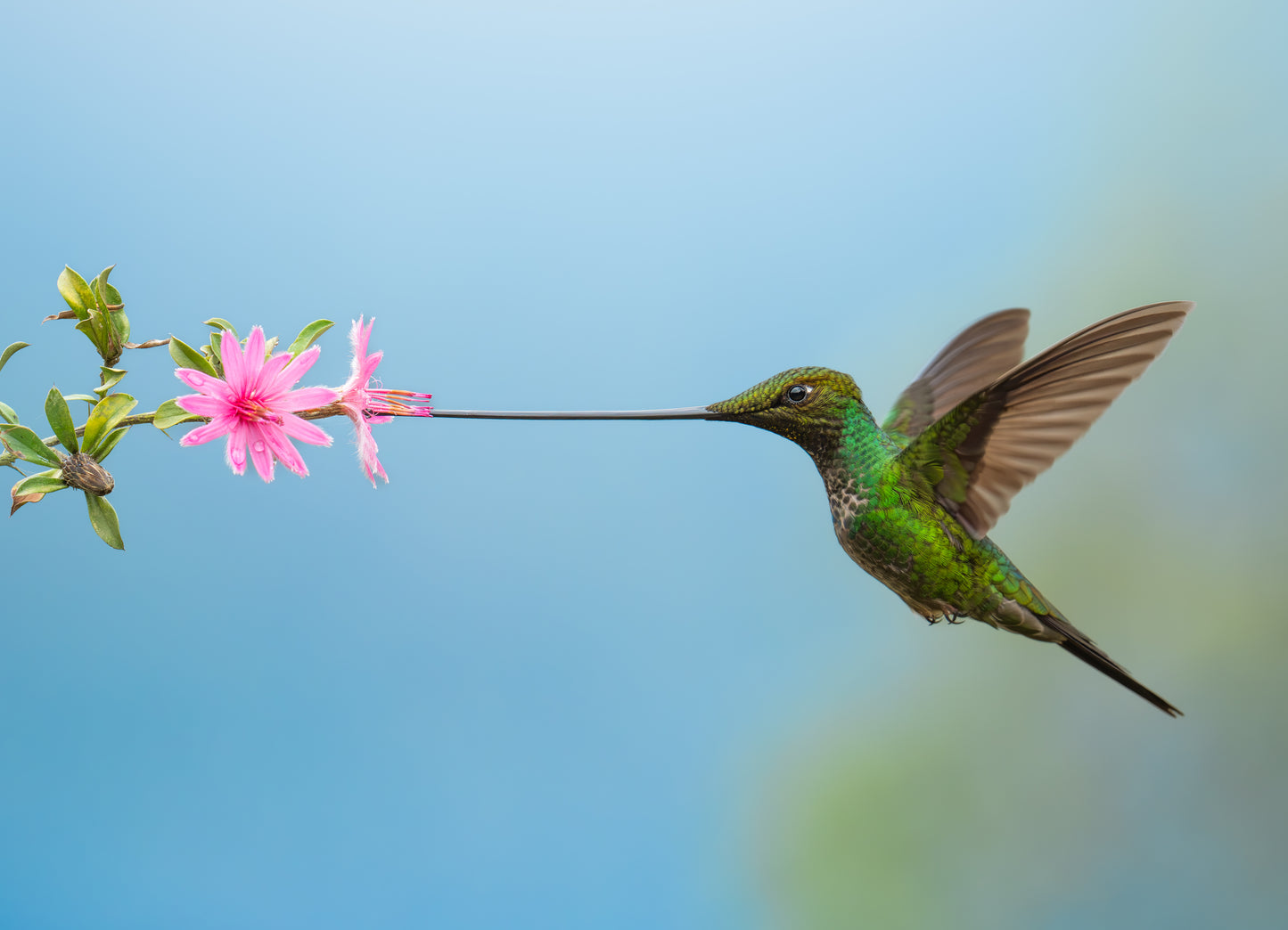 Sword-Billed Hummingbird