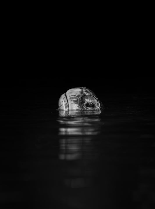 Turtle Reflection