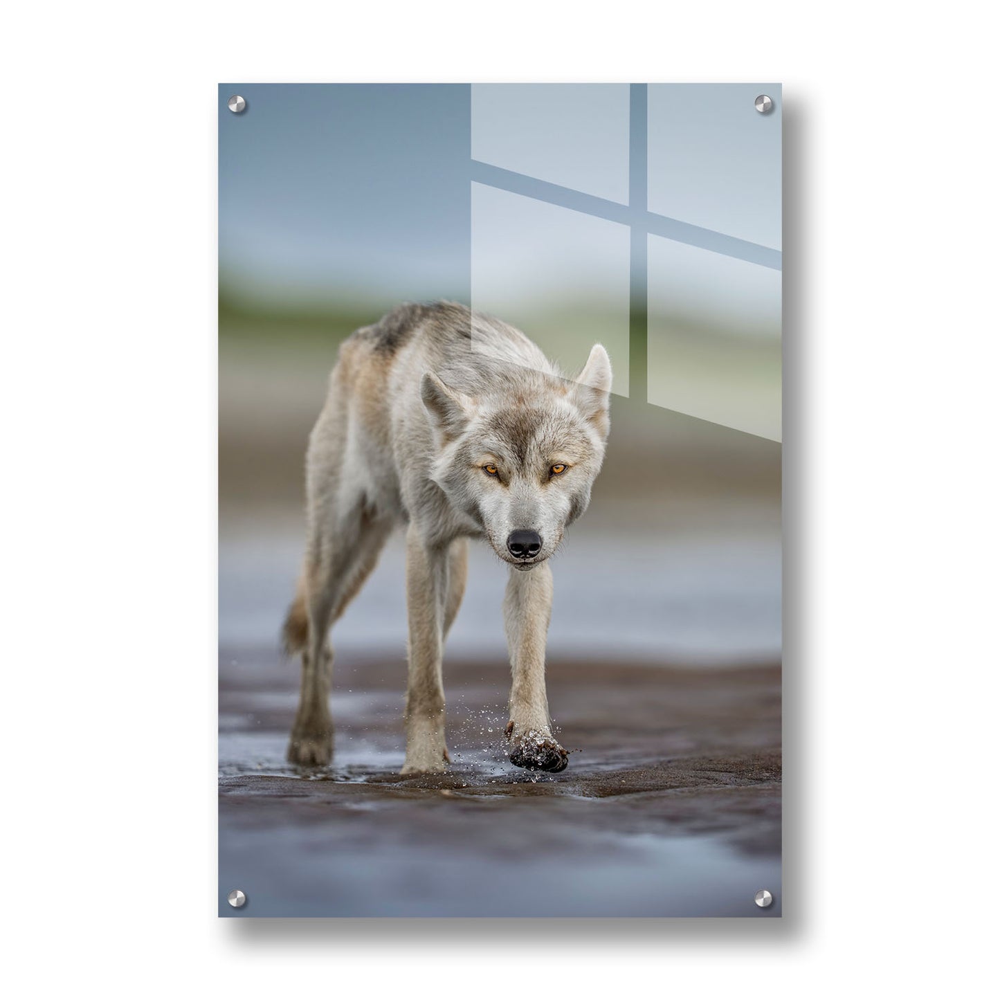 Lone Wolf