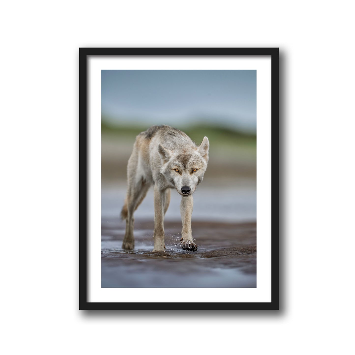 Lone Wolf