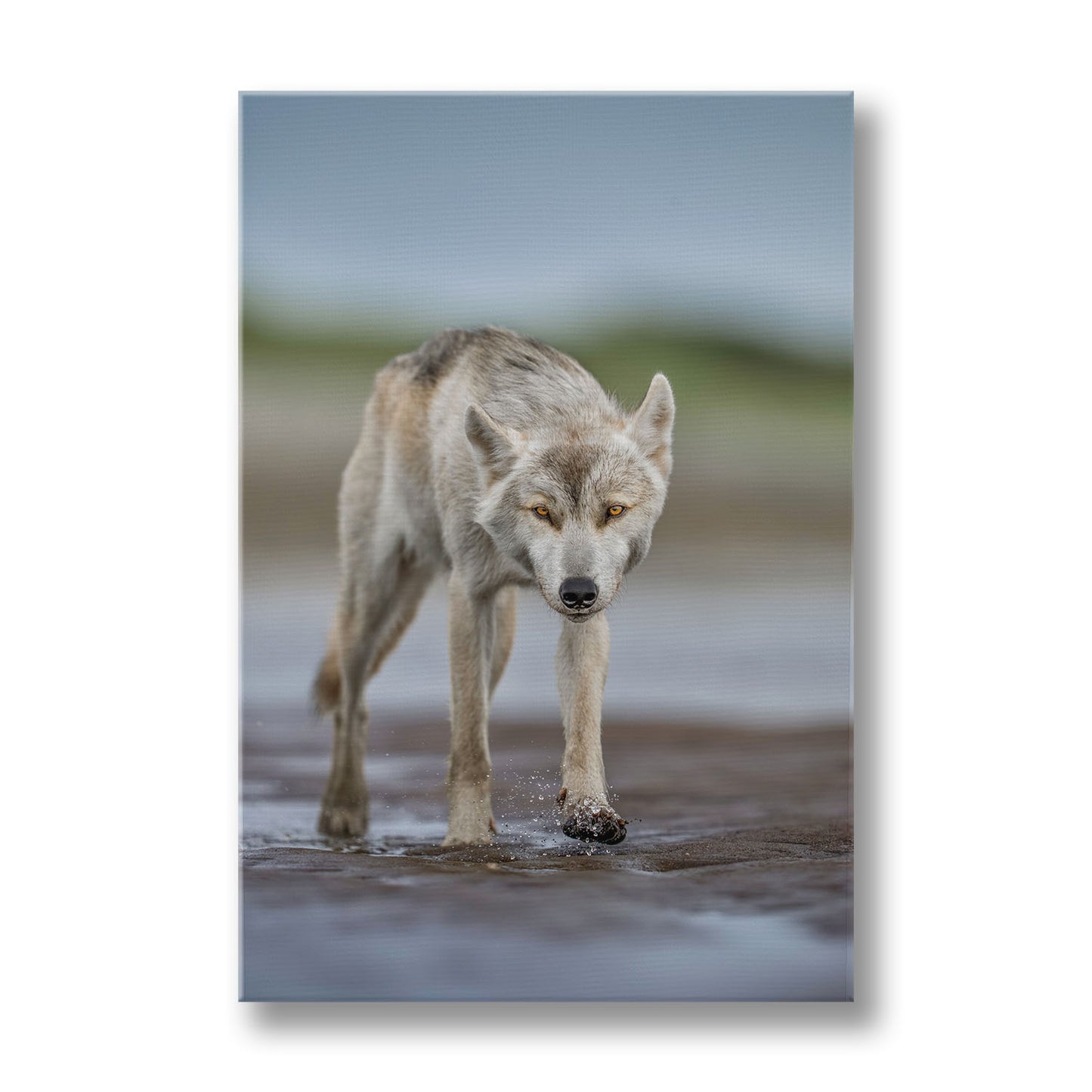 Lone Wolf