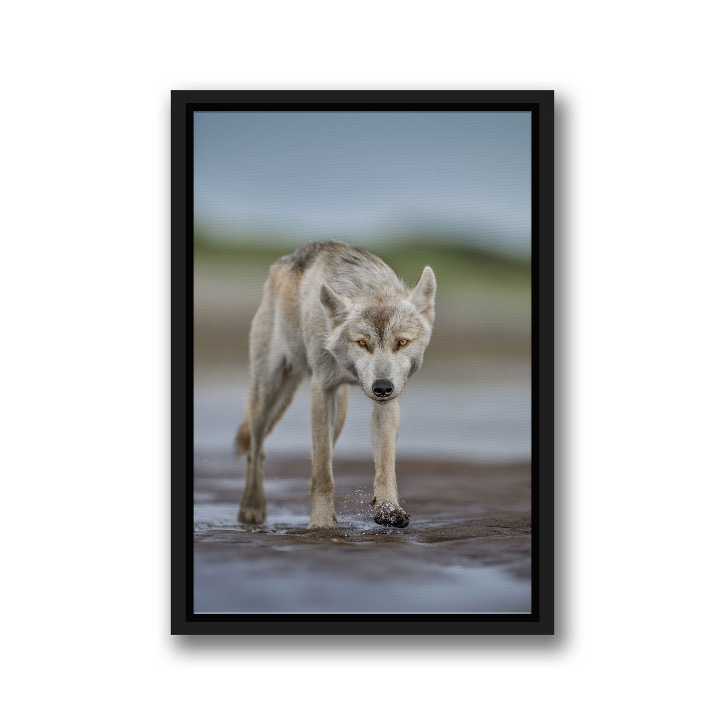 Lone Wolf