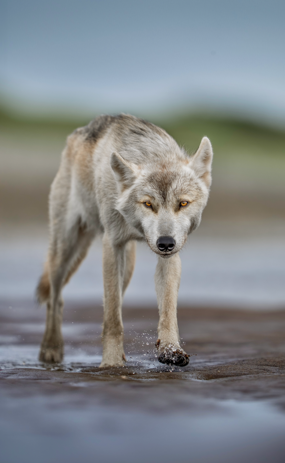 Lone Wolf