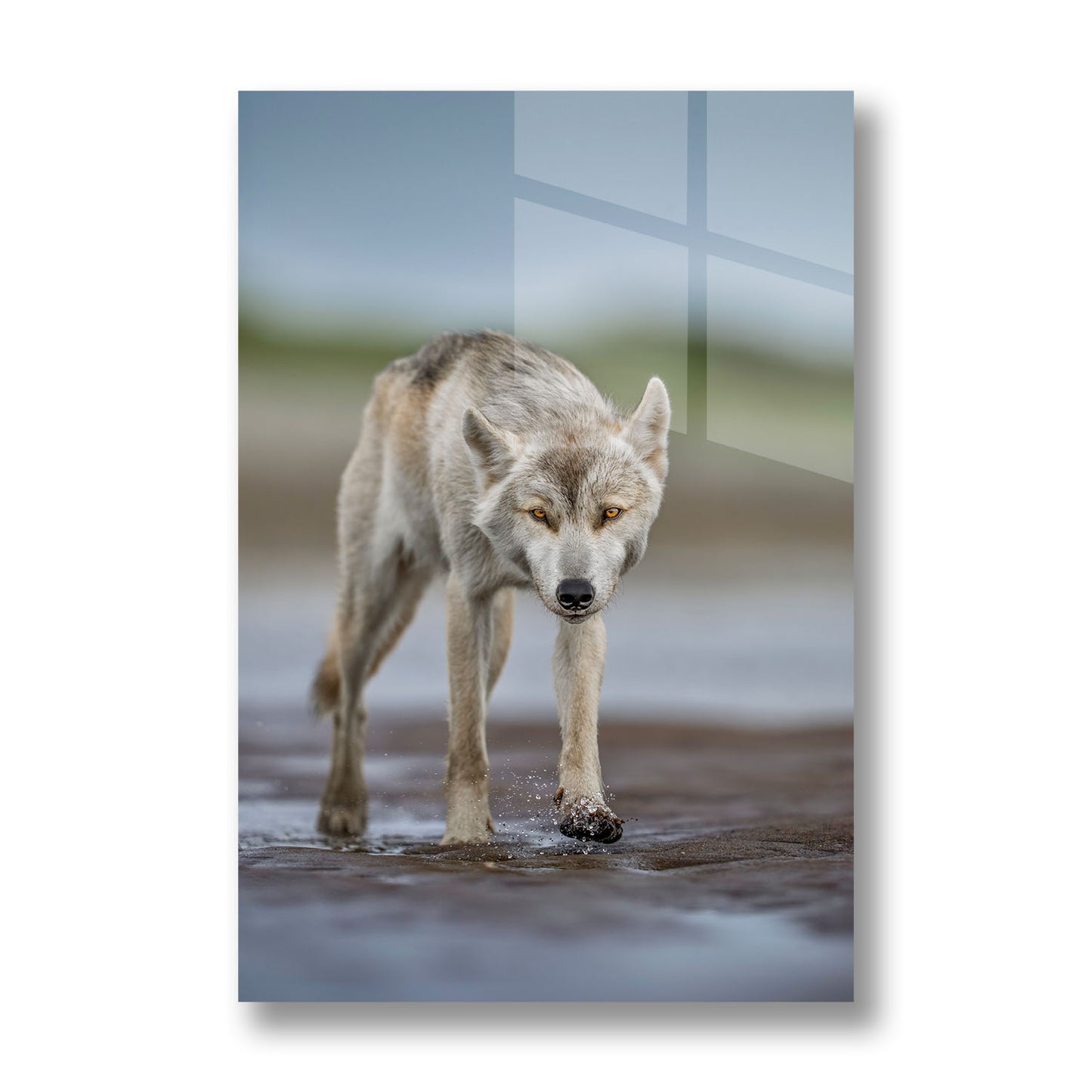 Lone Wolf