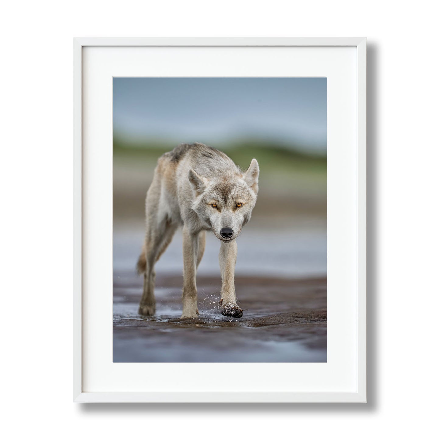 Lone Wolf