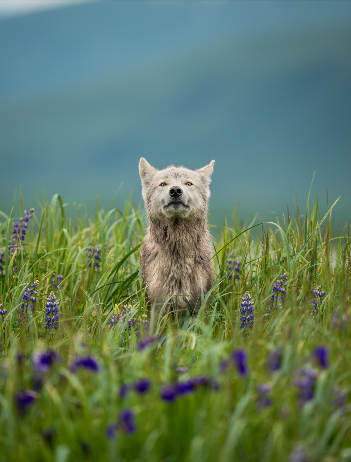 Whispers of the Meadow